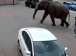 Circus elephant escaped