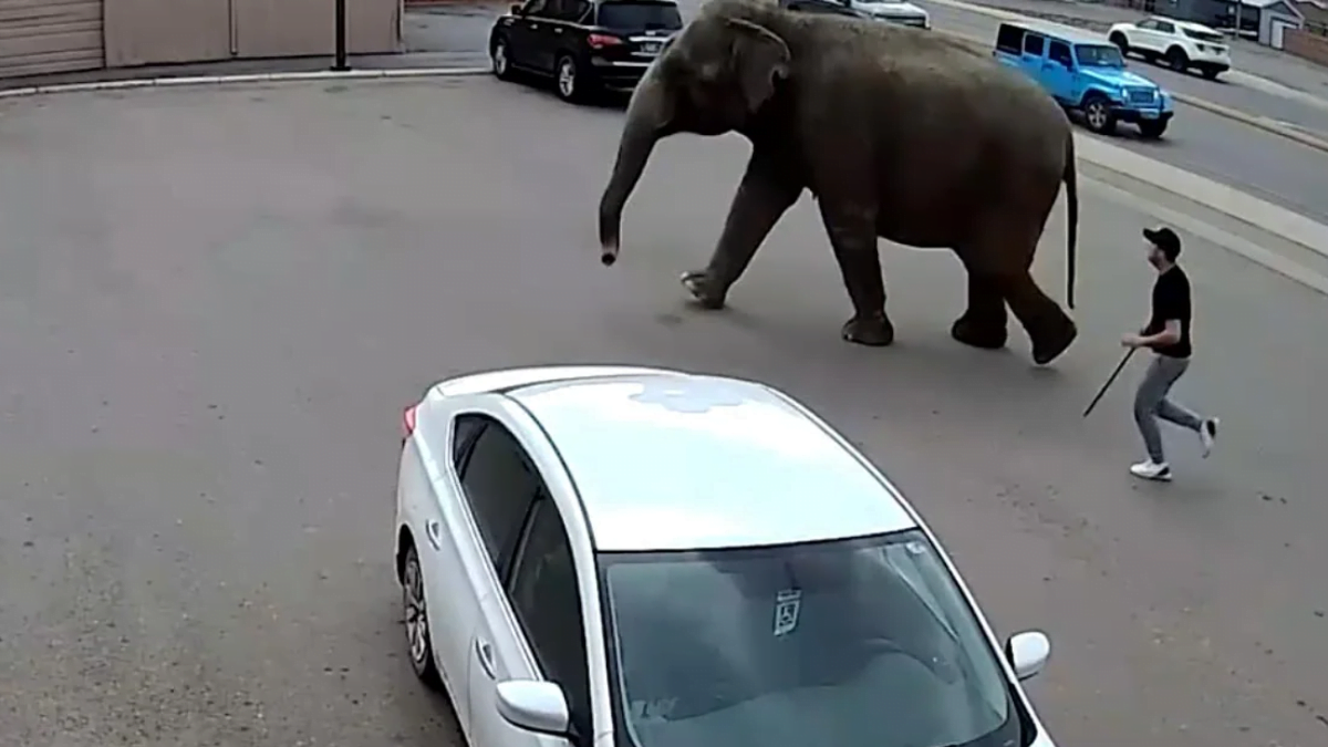 Circus elephant escaped