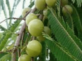 Amla