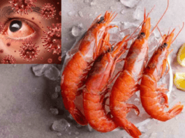 Virus spreading from shrimp